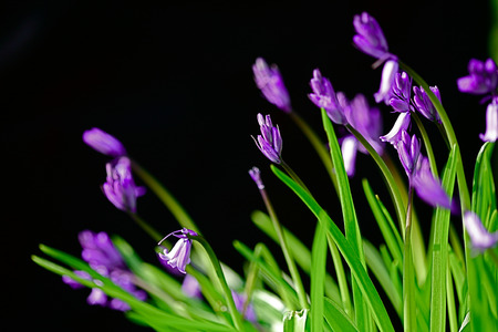 Flower on black backgroundの写真素材