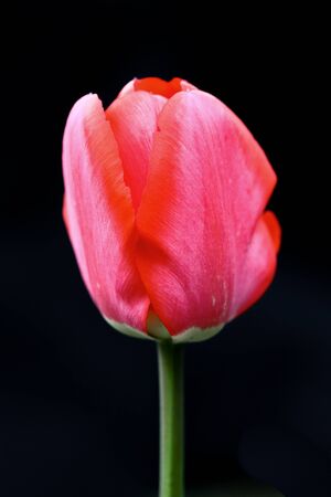 tulip pink tulips on black background tulips plantの写真素材