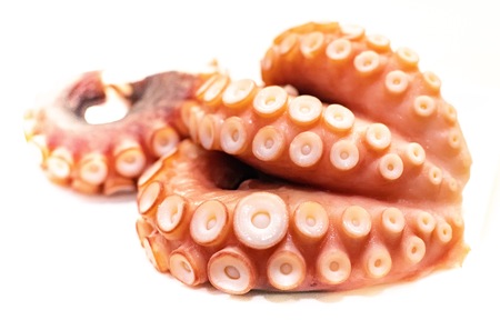 Boiled Octopus (Tako) for sushi on white backgroundの写真素材