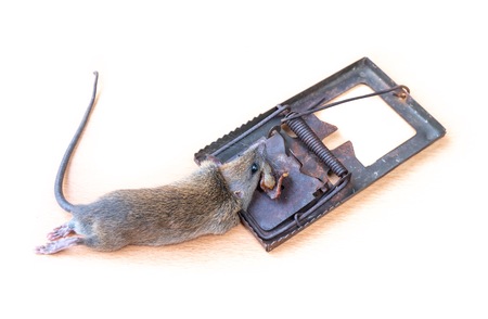 Dead Mouse or Rat caught in a Trapの写真素材
