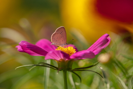 Butterfly with pink flower with selective focus.の写真素材
