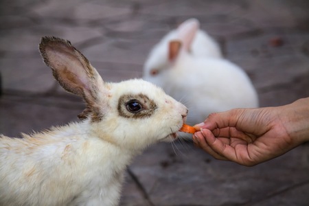 Bunny rabbit eat carrot by hand feedingの写真素材