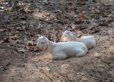 goats sat under the treeの写真素材