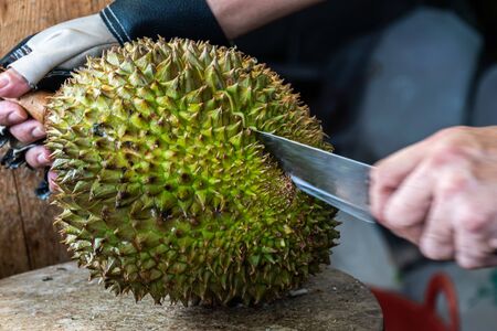 Cutting Thai fresh durian and ready to eat.の写真素材