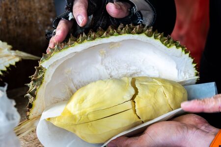 Cutting Thai fresh durian and ready to eat.の写真素材