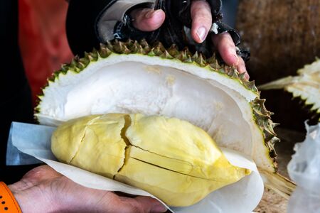 Cutting Thai fresh durian and ready to eat.の写真素材