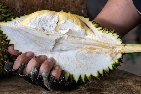 Cutting Thai fresh durian and ready to eat.の写真素材