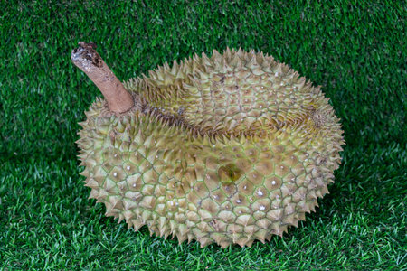 Thai fresh durian on artificial grass background with selective focus.