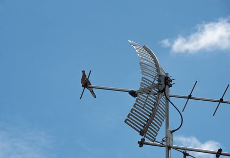 analog television antenna on the old roof top with pigeon and blue sky backgroundの写真素材
