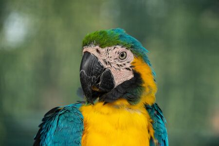 close up headshot portrait of colorful blue and yellow macaw parrotの写真素材