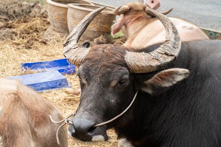 buffalo lay down in the penの写真素材