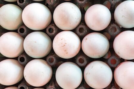 fresh duck eggs on an egg containerの写真素材