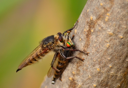 Spectacular scene of robber fly hunting a similar insect of the same speciesの写真素材