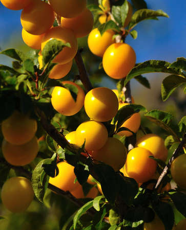 Exquisite ripe plums hanging from the branchesの写真素材