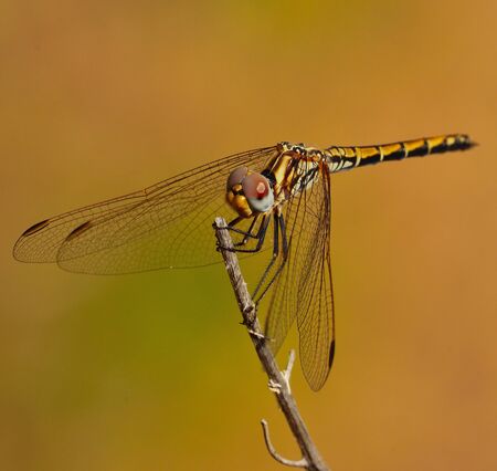 Magnificent sympetrum dragonfly on a thin dry stalkの写真素材