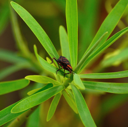 Singular coleopter on green leaves of euphorbiaの写真素材