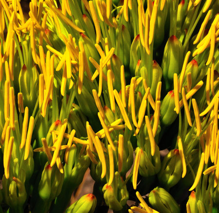 Cluster of agave flowersの写真素材