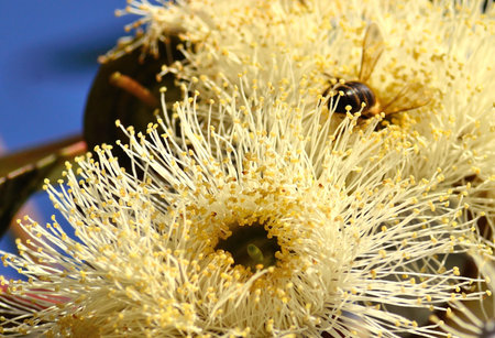 Eucalyptus flowerの写真素材