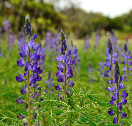 Meadow of blue lupine in full bloomの写真素材