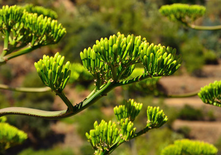 Green branches with floral buds of agaveの写真素材
