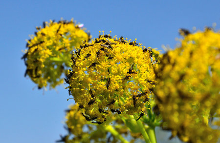 Fennel flowers with small flies on blue sky