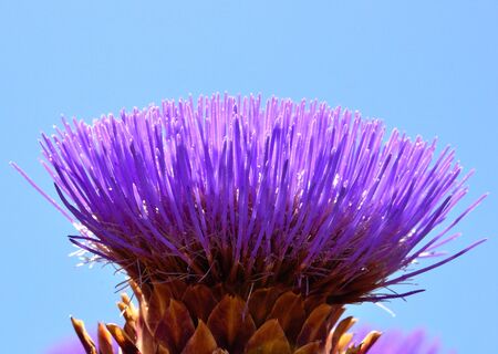 Bright filaments of wild artichoke flowerの写真素材