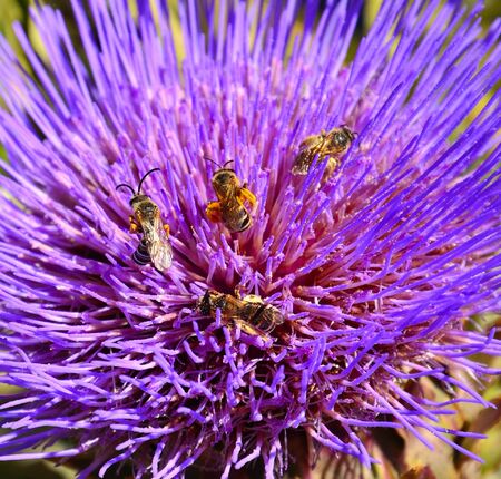 Group of wasps on wild artichoke flowerの写真素材