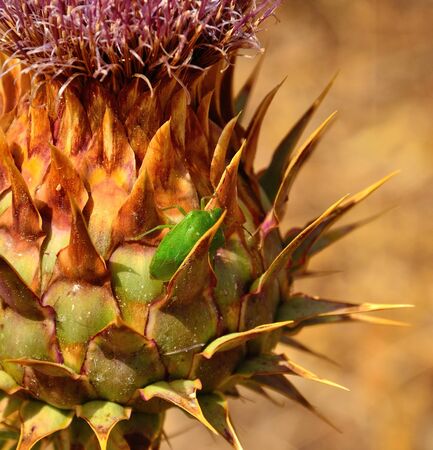 Small green beetle on artichokeの写真素材