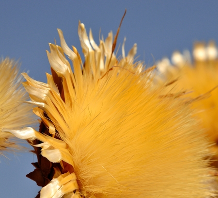 Closeup of dry wild artichoke flowerの写真素材