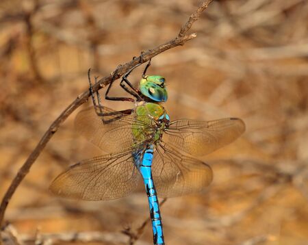 Closeup of magnificent blue dragonfly anax imperatorの写真素材
