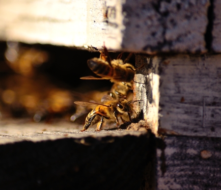 Bees in the hiveの写真素材