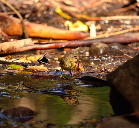 Small wild bird phylloscopus on a water puddle