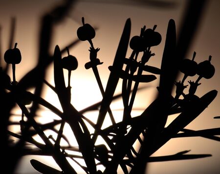 Backlit with color effect of euphorbia lamarckii at dawnの写真素材