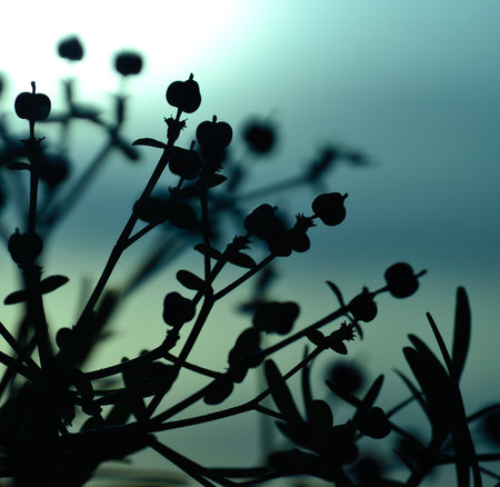 Color effect of euphorbia lamarckii at dawnの写真素材