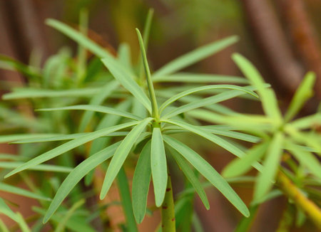 Green branches with leaves of euphorbia lamarckii
