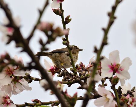 Bird phylloscopus canariensis among almond branchesの写真素材