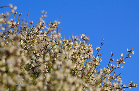Wild plant retama monosperma in full floweringの写真素材