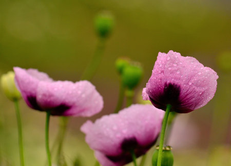 Pink poppy with raindrops in foregroundの写真素材
