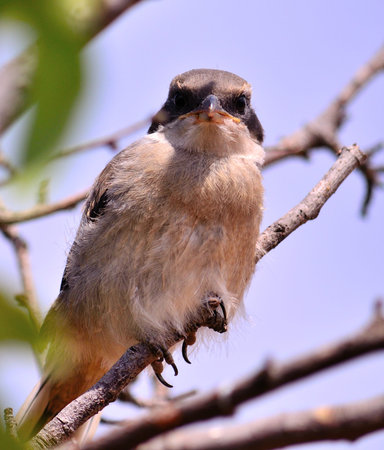 Gray shrike looking attentively on tree branchの写真素材