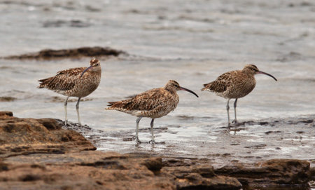 Group of dunlins in the shoreの写真素材