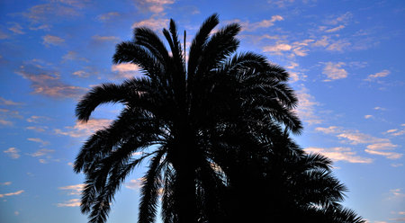 Phoenix canariensis on intense cloudy sky at dawn