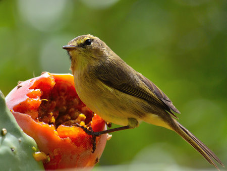 Phylloscopus canariensis on prickly pear