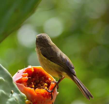 Phylloscopus canariensis on prickly pearの写真素材