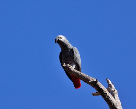 African grey parrotの写真素材
