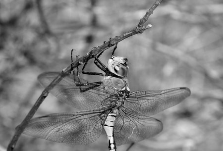 Anax imperator black and whiteの写真素材