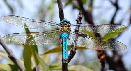 Blue dragonfly Anax imperatorの写真素材