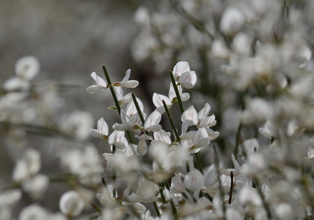 Isolated wildflowers of Retama monospermaの写真素材