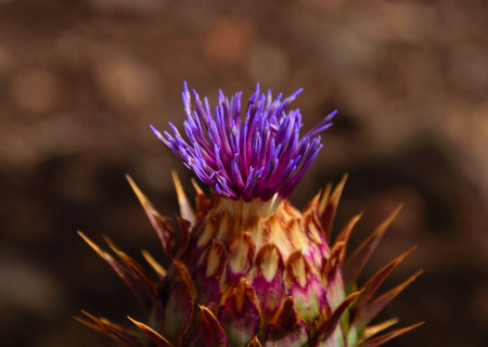 Artichoke flower starting to sproutの写真素材