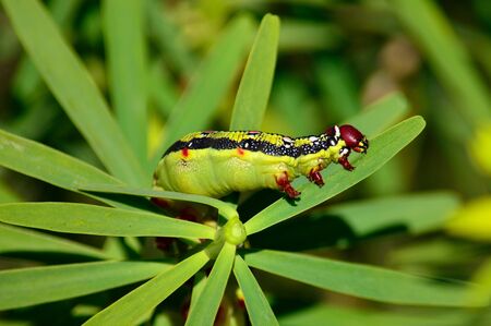 Worm Hyles euphorbiae eating green leaves of euphorbiaの写真素材