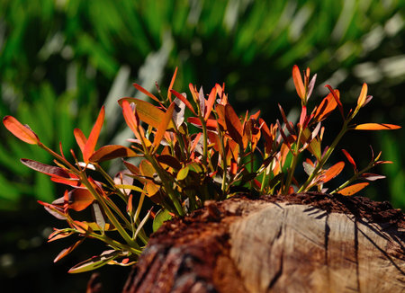 Green twigs of eucalyptus treeの写真素材